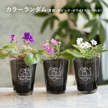 画像をギャラリービューアに読み込む, 【土を使わない花】テーブルプランツ (Table Plants) セントポーリア ※数量限定/予約商品
