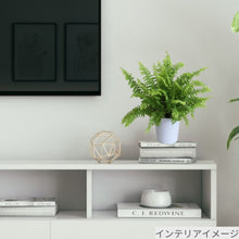 画像をギャラリービューアに読み込む, ネフロレピス・E・ツデー 4号 室内におすすめ 観葉植物 インテリアグリーン