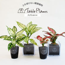 画像をギャラリービューアに読み込む, 【土を使わない観葉植物】テーブルプランツ(Table Plants) アグラオネマ