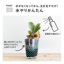 画像をギャラリービューアに読み込む, 【土を使わない観葉植物】テーブルプランツ(Table Plants) コウモリラン(ビカクシダ) ※数量限定