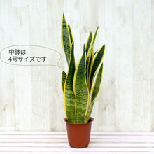 画像をギャラリービューアに読み込む, サンスベリア・ローレンティー(トラノオ) 5号 マーブル鉢カバー&ポットスタンドセット