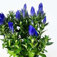 画像をギャラリービューアに読み込む, 【限定40鉢】リンドウ 花巻銀河ブルー 4号