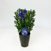 画像をギャラリービューアに読み込む, 【限定40鉢】リンドウ 花巻銀河ブルー 4号