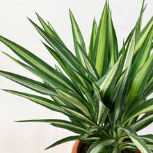 画像をギャラリービューアに読み込む, 【限定15個】ユッカ・シルバースター 7号 ※予約商品:3/30まで 出荷予定:4/4