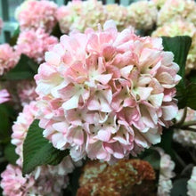 画像をギャラリービューアに読み込む, 【予約商品:4/19発送分】オオデマリ ピンク 6号