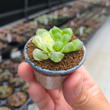 画像をギャラリービューアに読み込む, 【一点物】ハオルチア・オブツーサ錦 2号 信楽焼(丸鉢)セット