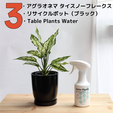 画像をギャラリービューアに読み込む, 【土を使わない観葉植物】テーブルプランツ(Table Plants) アグラオネマ×リサイクルポット(ブラック)