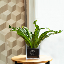 画像をギャラリービューアに読み込む, 【土を使わない観葉植物】テーブルプランツ(Table Plants) CUBE アスプレニウム