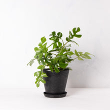 画像をギャラリービューアに読み込む, ヒメモンステラ 5号 おしゃれな植木鉢カバーセット(アートストーンS) ギフトにもおすすめ