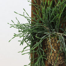 画像をギャラリービューアに読み込む, 【一点物】板付 リプサリス・ハティオラ