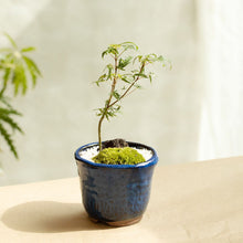 画像をギャラリービューアに読み込む, もみじのミニ盆栽 萬古焼鉢セット 3.5号 1鉢