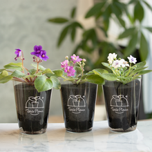 画像をギャラリービューアに読み込む, 【土を使わない花】テーブルプランツ (Table Plants) セントポーリア ※数量限定/予約商品