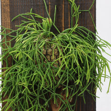 画像をギャラリービューアに読み込む, 【一点物】板付リプサリス・カスッサ