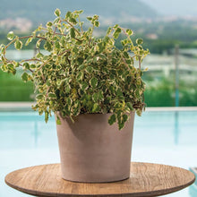 画像をギャラリービューアに読み込む, DEROMA ヴァソコノ 素焼き鉢 11号 テラコッタorライトグレー (高さ32cm)