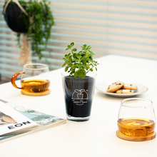 画像をギャラリービューアに読み込む, 【土を使わないハーブ】テーブルプランツ(Table Plants) アロマティカス