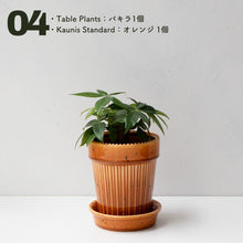 画像をギャラリービューアに読み込む, 【土を使わない観葉植物】テーブルプランツ(Table Plants)1品種×Kaunis Standard鉢セット
