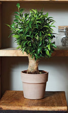 画像をギャラリービューアに読み込む, DEROMA ヴァソペルフェット 13号 ライトグレーorテラコッタ (高さ31cm)