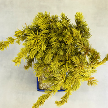 画像をギャラリービューアに読み込む, ドライ盆栽® スマート・黄