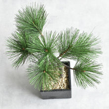 画像をギャラリービューアに読み込む, ドライ盆栽® ミニ松