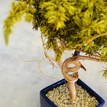 画像をギャラリービューアに読み込む, ドライ盆栽® スマート・黄