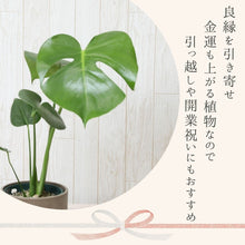 画像をギャラリービューアに読み込む, モンステラ・アダンソニー 5号 マーブル陶器鉢カバーセット