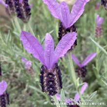 画像をギャラリービューアに読み込む, 【限定55鉢】ラベンダー・ストエカス(フレンチラベンダー) 4号 ※予約商品:6/15まで 出荷予定:6/20