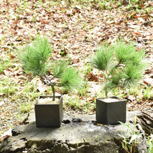画像をギャラリービューアに読み込む, ドライ盆栽® ミニ松