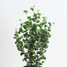 画像をギャラリービューアに読み込む, フィカス・ベンジャミン バロック 5号 おしゃれな室内植物 新築祝い