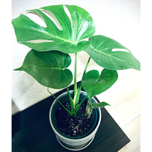 画像をギャラリービューアに読み込む, モンステラ・アダンソニー 4号 おしゃれな鉢カバーセット