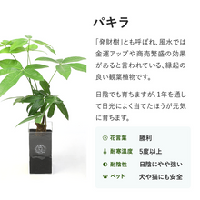 画像をギャラリービューアに読み込む, 【土を使わない観葉植物】テーブルプランツ(Table Plants) パキラ