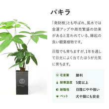 画像をギャラリービューアに読み込む, 【土を使わない観葉植物】テーブルプランツ トール(Table Plants TALL)