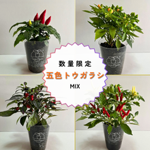 画像をギャラリービューアに読み込む, 【ボタニカルソイルCUP観葉】テーブルプランツ(Table Plants) 五色トウガラシMIX