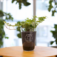 画像をギャラリービューアに読み込む, 【土を使わない観葉植物】つる性テーブルプランツ(Table Plants) アイビー(ヘデラ)寄せ植え