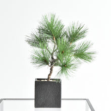 画像をギャラリービューアに読み込む, ドライ盆栽® ミニ松