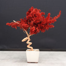 画像をギャラリービューアに読み込む, ドライ盆栽® スマート・赤