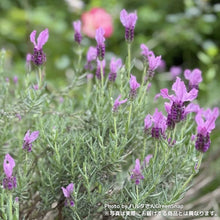 画像をギャラリービューアに読み込む, 【限定55鉢】ラベンダー・ストエカス(フレンチラベンダー) 4号 ※予約商品:6/15まで 出荷予定:6/20