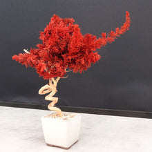 画像をギャラリービューアに読み込む, ドライ盆栽® スマート・赤