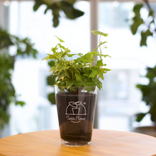 画像をギャラリービューアに読み込む, 【土を使わない観葉植物】つる性テーブルプランツ(Table Plants) アイビー(ヘデラ)寄せ植え