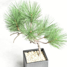 画像をギャラリービューアに読み込む, ドライ盆栽® ミニ松