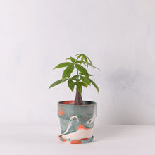 画像をギャラリービューアに読み込む, パキラ 5号 おしゃれなマーブル鉢カバーセット