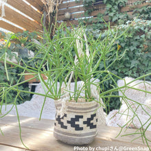 画像をギャラリービューアに読み込む, 【室内におすすめ 植物】ミルクブッシュ 6号