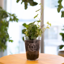 画像をギャラリービューアに読み込む, 【土を使わない観葉植物】つる性テーブルプランツ(Table Plants) アイビー(ヘデラ)寄せ植え