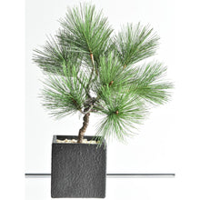 画像をギャラリービューアに読み込む, ドライ盆栽® ミニ松