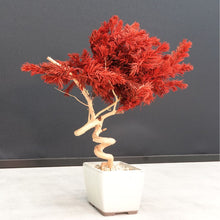 画像をギャラリービューアに読み込む, ドライ盆栽® スマート・赤
