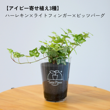 画像をギャラリービューアに読み込む, 【土を使わない観葉植物】つる性テーブルプランツ(Table Plants) アイビー(ヘデラ)寄せ植え