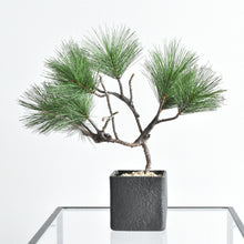画像をギャラリービューアに読み込む, ドライ盆栽® ミニ松