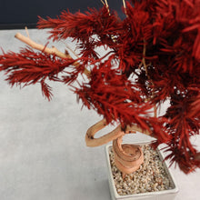 画像をギャラリービューアに読み込む, ドライ盆栽® スマート・赤