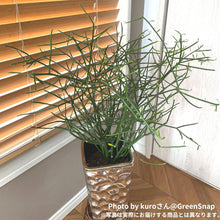 画像をギャラリービューアに読み込む, 【室内におすすめ 植物】ミルクブッシュ 6号