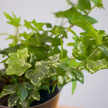 画像をギャラリービューアに読み込む, 【土を使わない観葉植物】つる性テーブルプランツ(Table Plants) アイビー(ヘデラ)寄せ植え