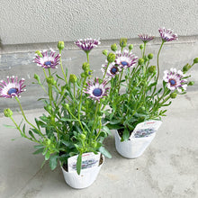 画像をギャラリービューアに読み込む, 【限定40セット】オステオスペルマム・サニー フィリップ 3.5号 3ポットセット ※予約商品:2/16まで 出荷予定:2/28